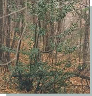 Klikni na sliko za povečavo